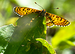 BB 13 0534 / Melitaea cinxia / Prikkrutevinge